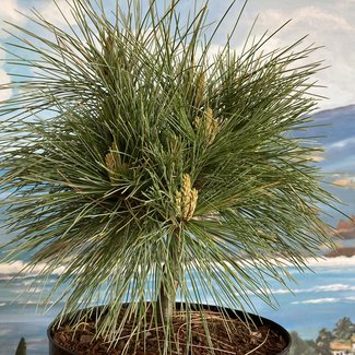 Pinus strobus 'Connecticut Slate'