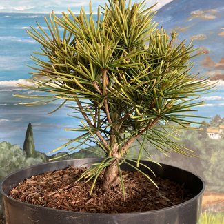 Sciadopitys verticillata