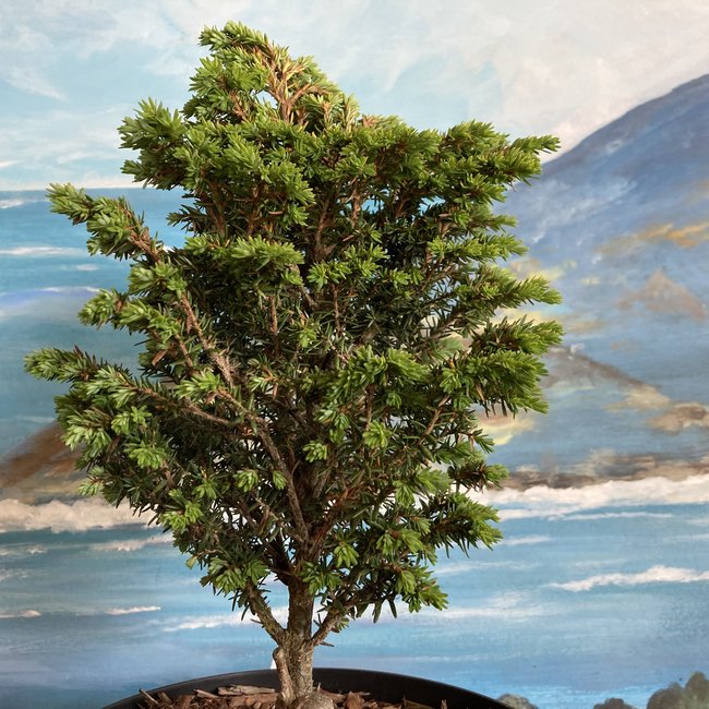 Tsuga canadensis 'Jaqueline Verkade'