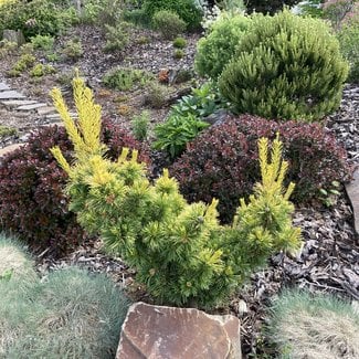 Pinus parviflora 'Goldilocks'