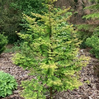 Metasequoia glyptostroboides 'Amber Glow'