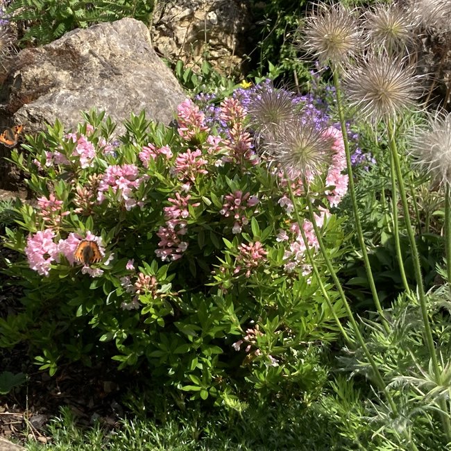 Rhododendron 'Bloombux ®'