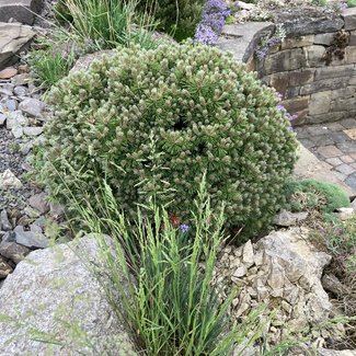 Pinus mugo 'Kleiner Wimbachii'