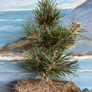 Pinus sylvestris var. lapponica 'OD Rybnicke'