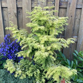 Metasequoia glyptostroboides 'Goldrush' ('Ogon')