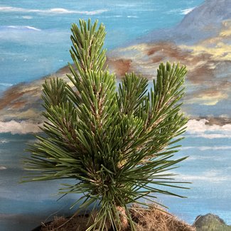 Pinus thunbergii 'Herb Kelly Dwarf'