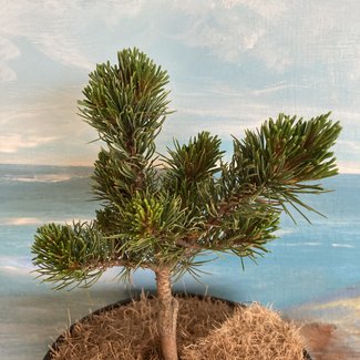 Pinus parviflora 'Ryan'