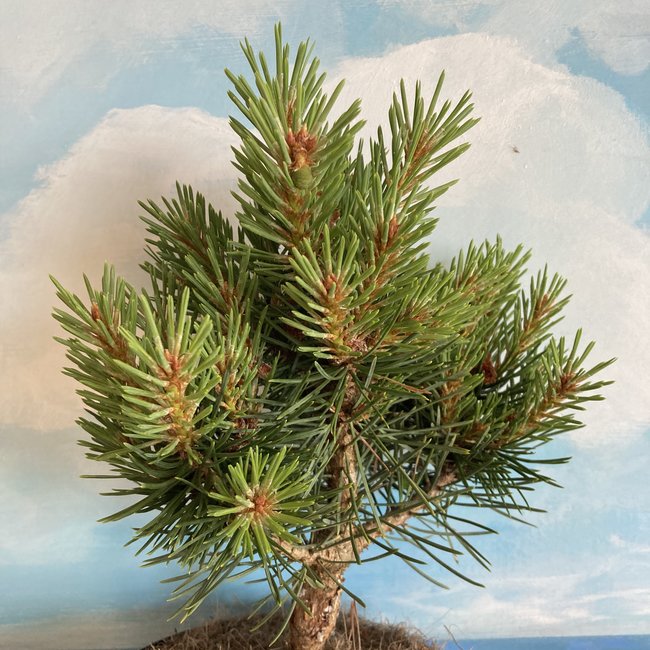 Pinus sylvestris 'Jeremy'