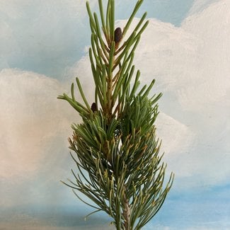 Pinus parviflora 'Meiko'