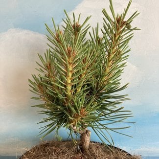 Pinus sylvestris 'Treasure'