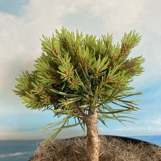 Pinus sylvestris '104 T'