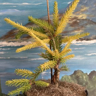 Picea abies 'Goldfinch'