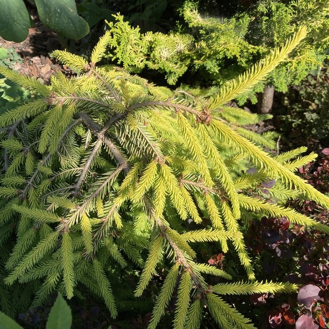 Picea abies 'Goldfinch'