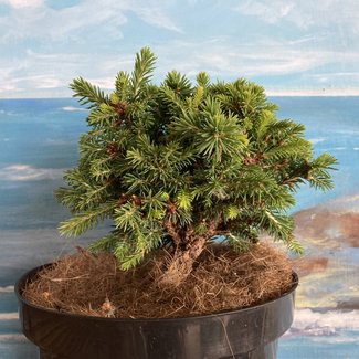 Picea abies 'New Broom on Maxwell'