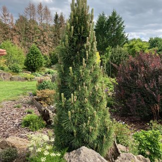 Pinus nigra 'Komet'