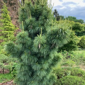 Pinus x schwerinii 'Wiethorst'