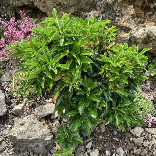 Hedera helix 'Humpty Dumpty'