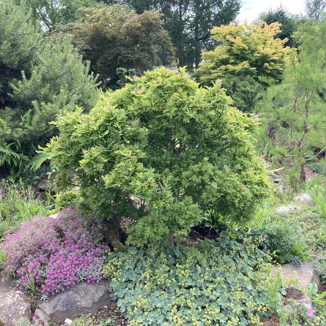 Fraxinus excelsior 'Abiona'