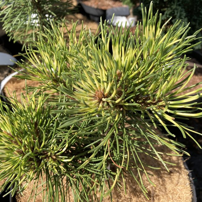 Pinus mugo 'Sunshine'