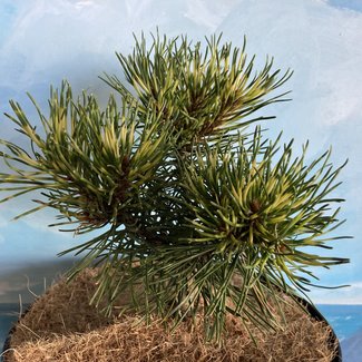 Pinus mugo 'Sunshine'