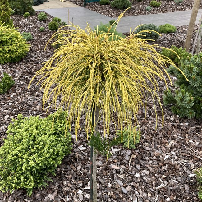 Thuja plicata 'Golden Whipcord'