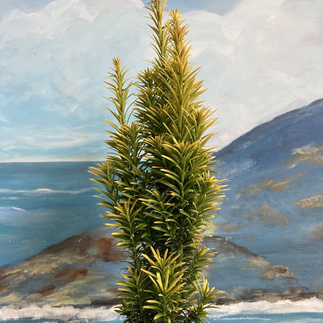 Taxus baccata 'Golden Minaret'