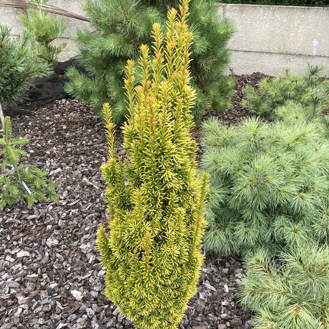 Taxus baccata 'Golden Minaret'