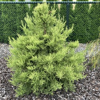 Sequoiadendron giganteum 'Beautiful Jop'