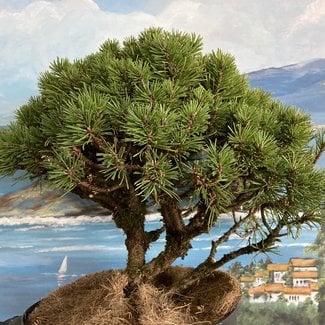 Pinus uncinata 'Valenta Filigree'