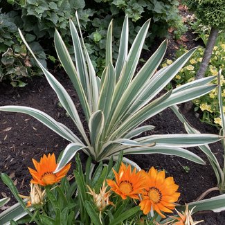 Yucca flaccida 'Ivory Towers'