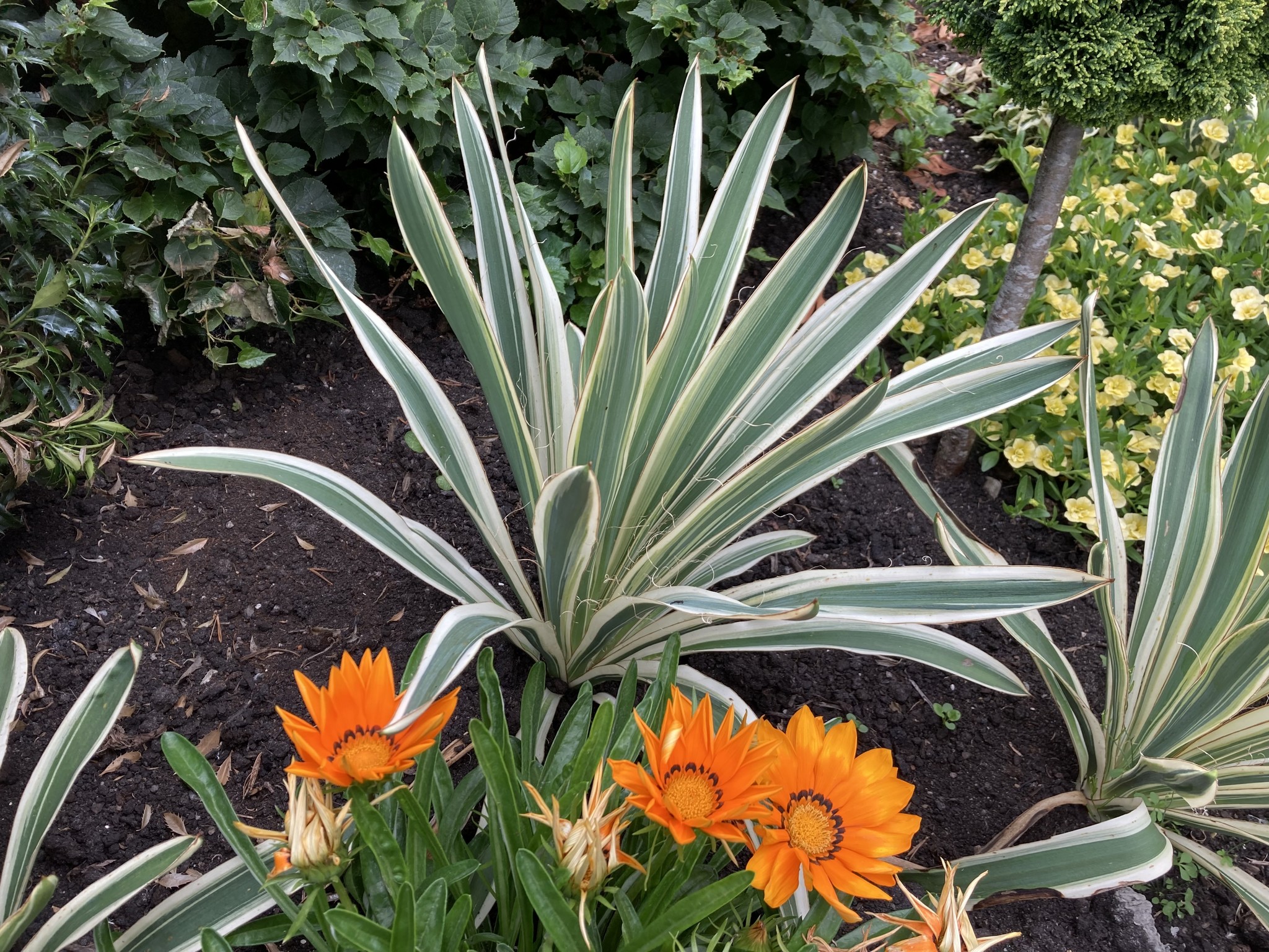 Ivory tower yucca plant