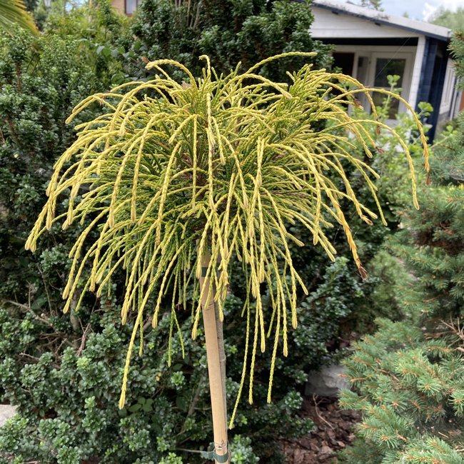 Thuja plicata 'Golden Whipcord'