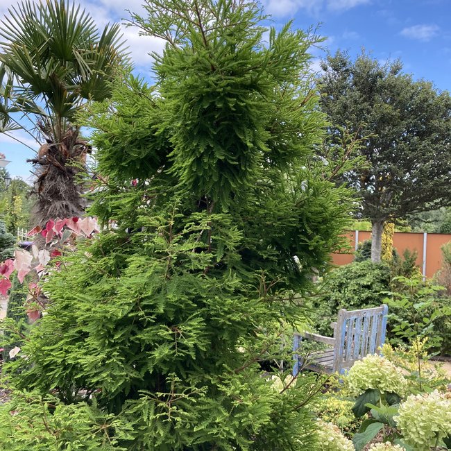 Taxodium distichum 'Schloss Herten'