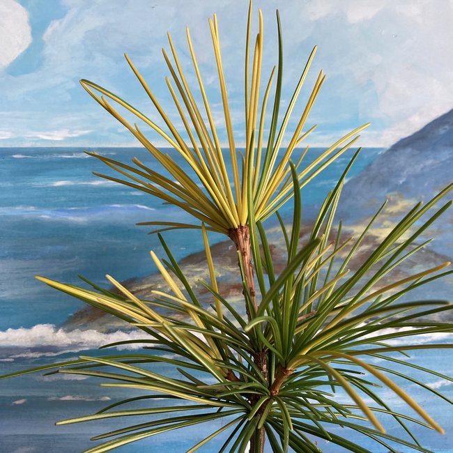 Sciadopitys verticillata 'Mr. Happy'