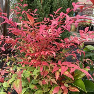 Nandina domestica 'Obsessed'