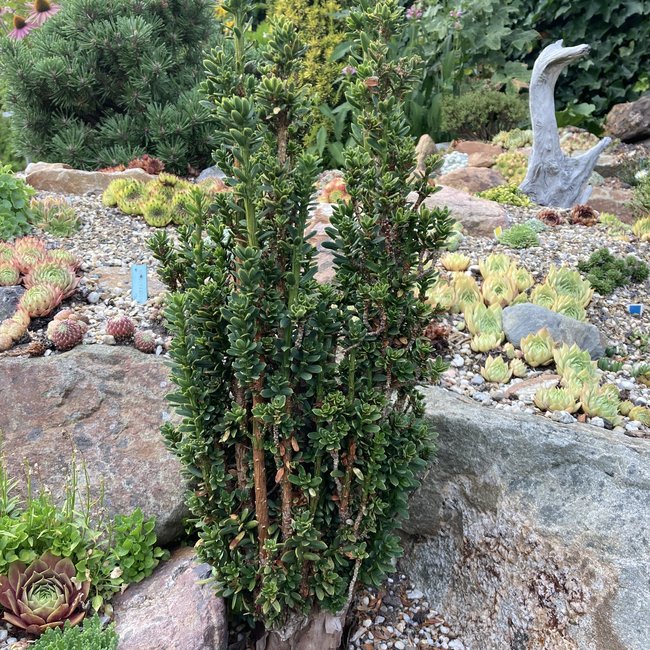 Taxus baccata 'Green Column'