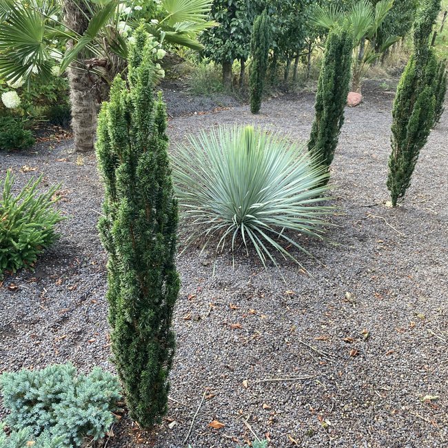 Taxus baccata 'Micro'