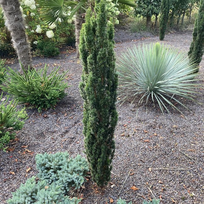 Taxus baccata 'Micro'