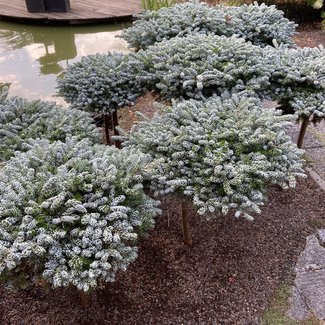 Abies koreana 'Kohouts Icebreaker'