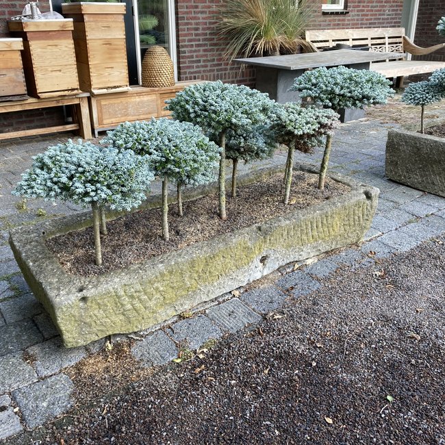 Abies koreana 'Kohouts Icebreaker'
