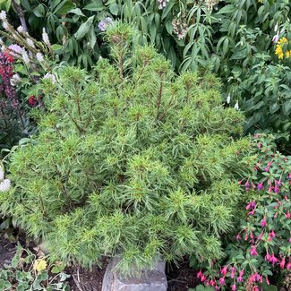 Pinus strobus 'Tiny Curls'