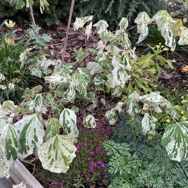 Cercis canadensis 'Alley Cat'