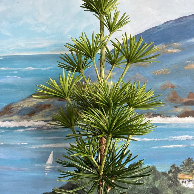 Sciadopitys verticillata 'Sternschnuppe'