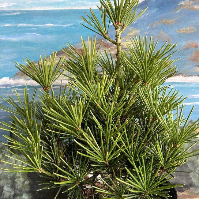 Sciadopitys verticillata 'Picola'