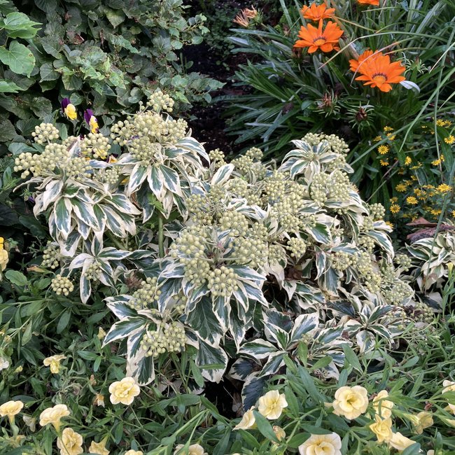 Hedera helix 'Ice Cream'