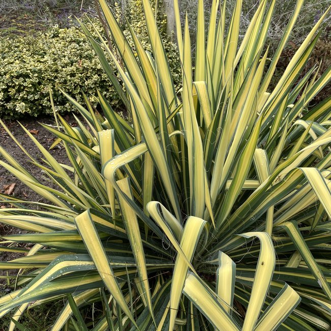 Yucca filamentosa 'Color Guard'