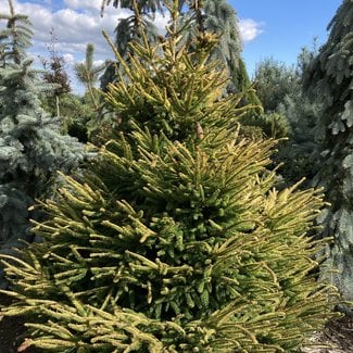 Picea abies 'Catherine's Golden Heart'