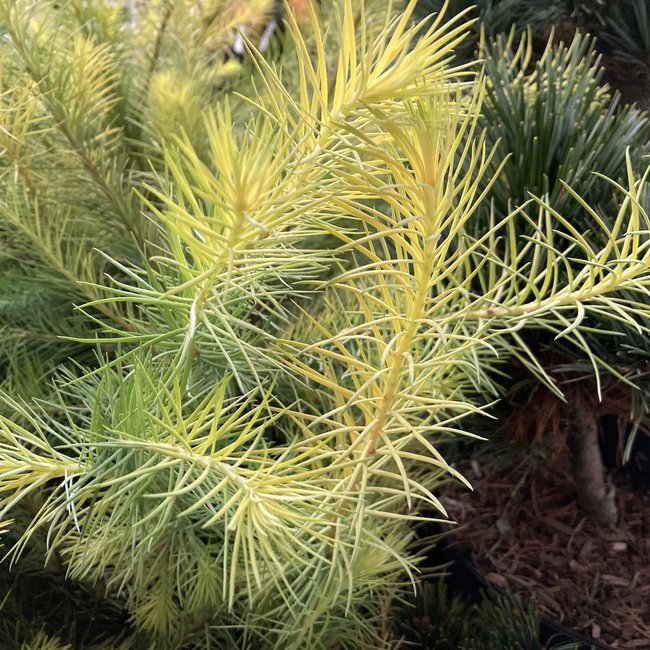 Larix kaempferi 'Magic Gold'