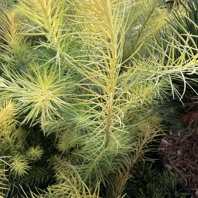 Larix kaempferi 'Magic Gold'