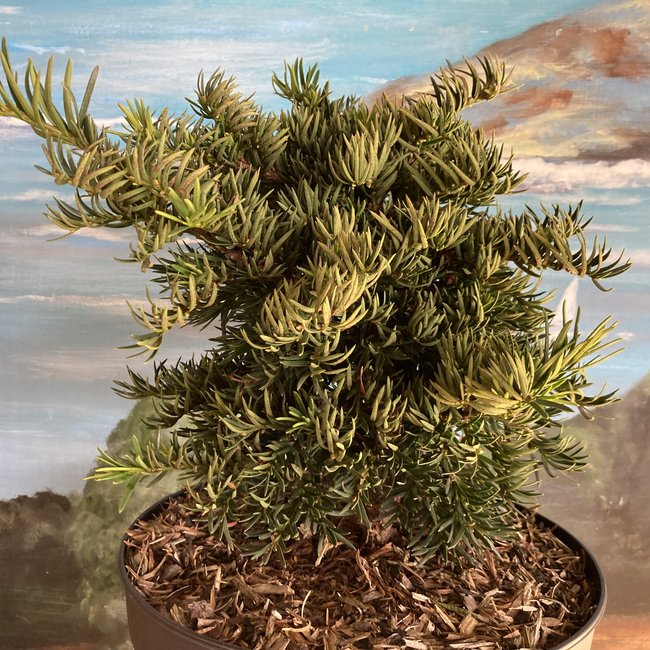 Taxus baccata 'Balatka'
